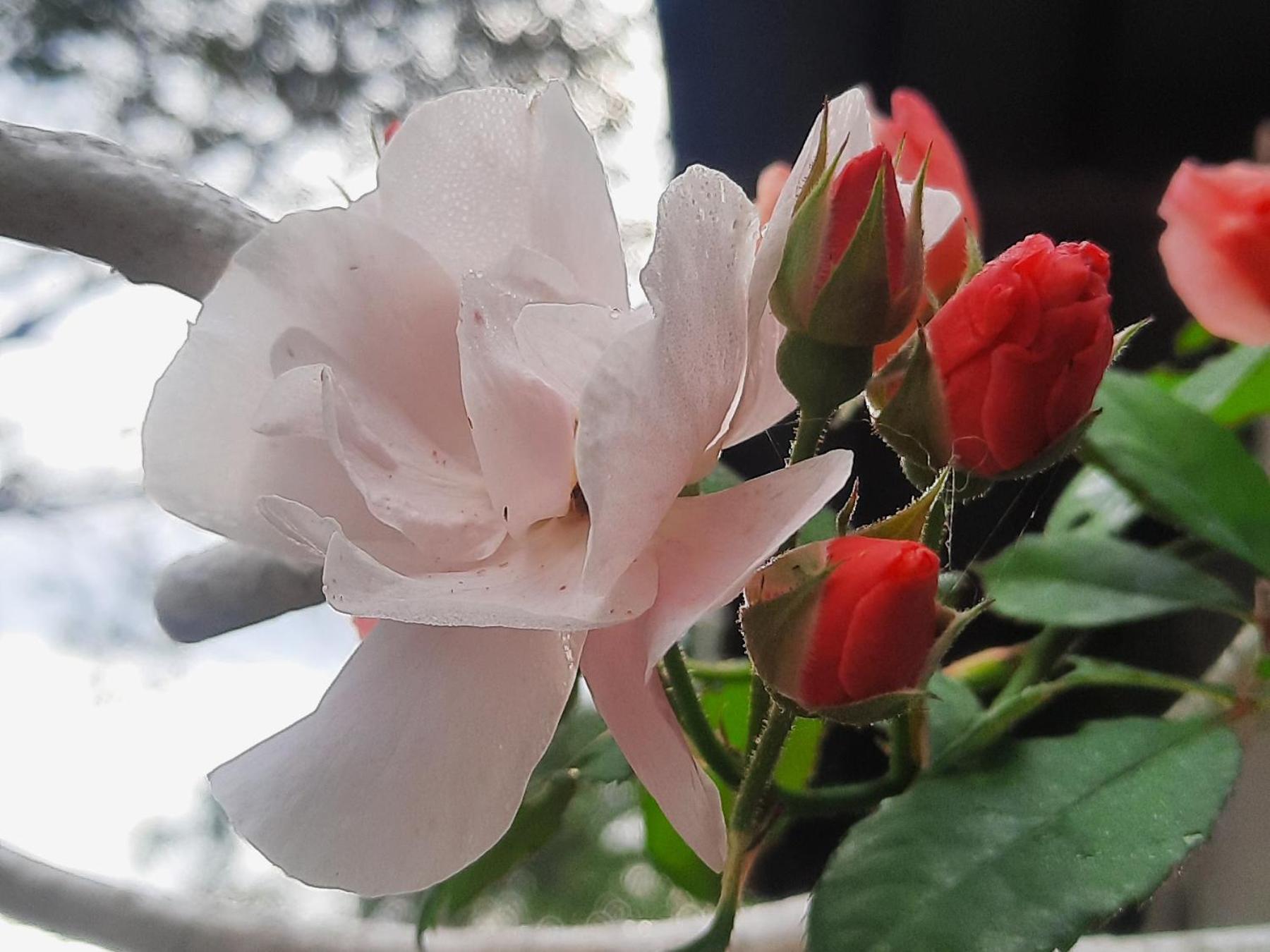 Balmy Hideout Cafe & Homestay Ban Huai Kaeo Zewnętrze zdjęcie