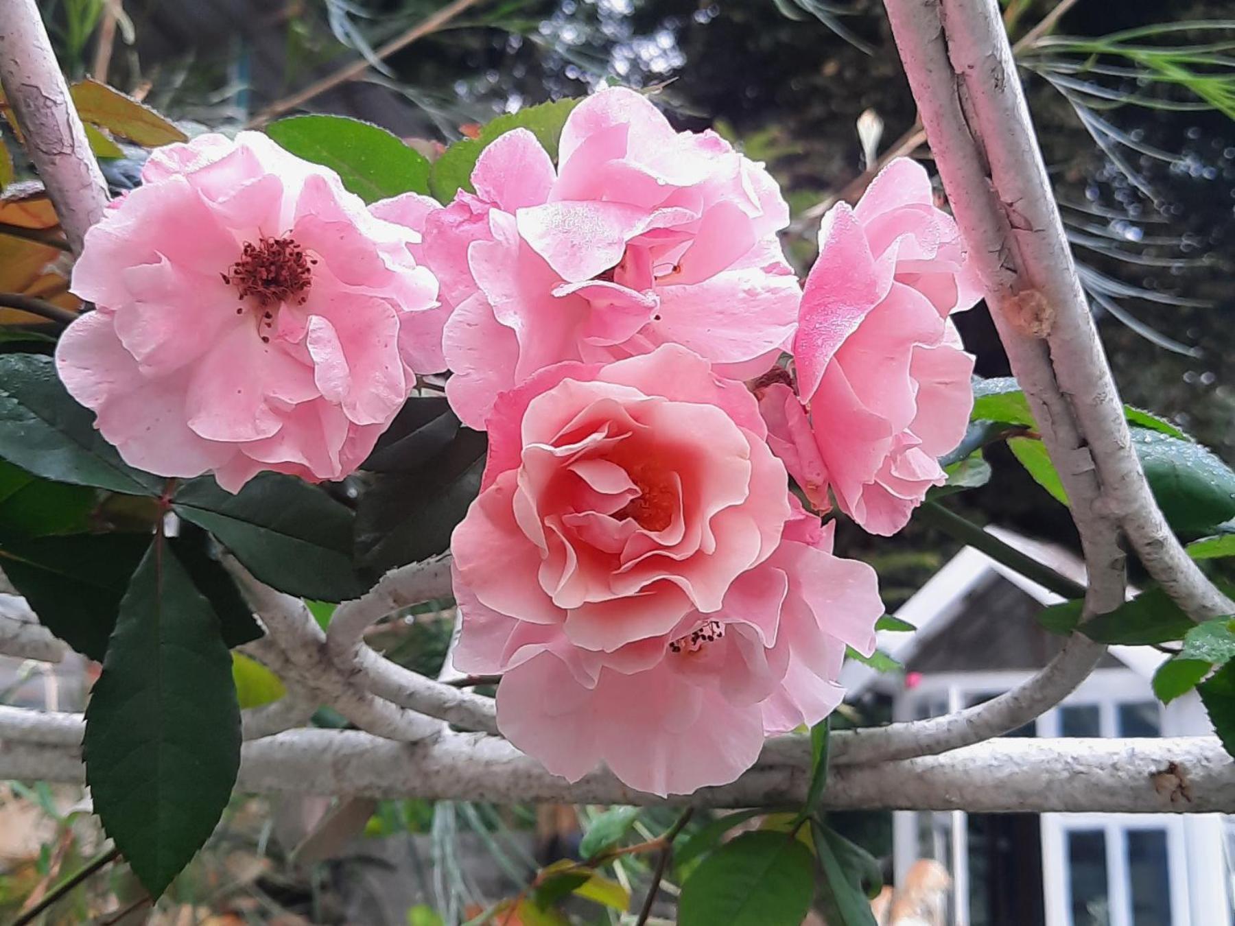 Balmy Hideout Cafe & Homestay Ban Huai Kaeo Zewnętrze zdjęcie